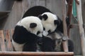 Close up Little Pandas on the yardwood structure