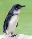 Close up of a Little Penguin Eudyptula minor Royalty Free Stock Photo