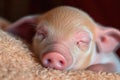 close-up of little piglet& x27;s face, with its eyes half closed and mouth open in a peaceful slumber