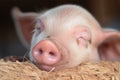 close-up of little piglet& x27;s face, with its eyes half closed and mouth open in a peaceful slumber