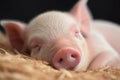 close-up of little piglet's face, with its eyes half closed and mouth open in a peaceful slumber