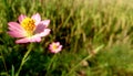 Close up of little pink sunflower with rice field background in soft foucus Royalty Free Stock Photo