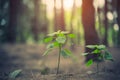 Close up of little plant glowing up in forest. Beginning of Life concept. Nature and Landscape theme