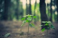 Close up of little plant glowing up in forest. Beginning of Life