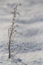 Close up of little plant, small blade of grass covered with hoarfrost after ice fog, winter morning. Real winter