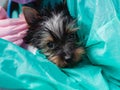 Close-up of a little puppy's face in the arms of a veterinar Royalty Free Stock Photo