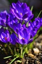 Close up of Purple Crocus Flowers on a sunny day during Spring in Transylvania. Royalty Free Stock Photo