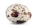 Close Up of Little Quail Egg Isolated. Boiled or Fresh Egg Horizontal on White Background Royalty Free Stock Photo