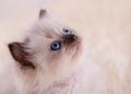 close up of little ragdoll kitten with blue eyes in purple collar sitting on a beige background. Royalty Free Stock Photo