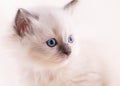 Close up of little  ragdoll kitten with blue eyes  sitting on a beige background Royalty Free Stock Photo