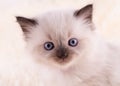 close up of little ragdoll kitten with blue eyes sitting on a beige background. Royalty Free Stock Photo