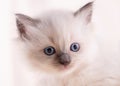 close up of little ragdoll kitten with blue eyes sitting on a beige background. Royalty Free Stock Photo