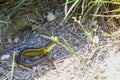 Close up of a little resting sand lizard