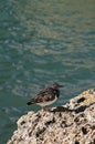 Close-up on a little sea gull Royalty Free Stock Photo