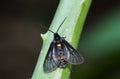 Close up of little single butterfly