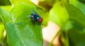 Close up Little single Housefly