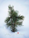 close up of little single Pine Tree ilex conifer foliage under the white snow cover white background
