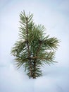 Close up a little single Pine Tree, ilex conifer foliage, under the white snow covered white background merry Christmas,