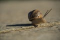 Close up of a little snail gliding on a concrete wall