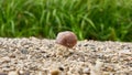 Close up of a little snail on gravel path with blurred green grass background.