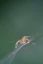 Close-up of a little spider (aranea) in its cobweb Royalty Free Stock Photo