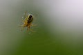 Close-up of a little spider (aranea) in its cobweb Royalty Free Stock Photo