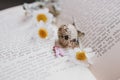 Close-up of a  little spring daisy flower and chamomile quail egg on the background of an old book Royalty Free Stock Photo