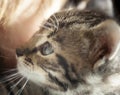 Close-up little tabby blue kittten cat