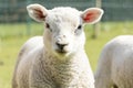 Close up of little two young sheep in the farm. Royalty Free Stock Photo