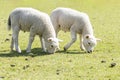 Close up of little two young sheep eating grass. Royalty Free Stock Photo