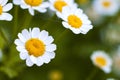 Close up little white daisy flowers Royalty Free Stock Photo