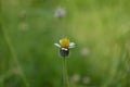 Close Up Little White Flower With Yellow Pollen Wild Daisy Grass Flower Royalty Free Stock Photo