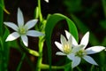 Pure white Star of Bethlehem Flower in the garden. Stock Photo