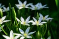 Pure white Star of Bethlehem Flower in the garden. Stock Photo