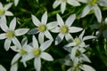 Pure white Star of Bethlehem Flower in the garden. Stock Photo