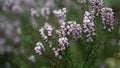 Beautiful little flowers with green background Royalty Free Stock Photo