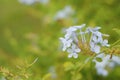 Close-up of Little White Flowers over a Green, Blurred background. Beautiful Nature scene with Bokeh space for text Royalty Free Stock Photo