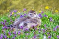 Close up of little wild duckling in a dutch park