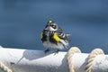 close up, little yellow bird on ship