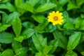 Close up little yellow star flower daisy with green garden background Royalty Free Stock Photo