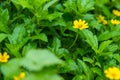 Close up little yellow star flower daisy with green garden background Royalty Free Stock Photo