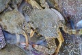 Close up of live blue crabs