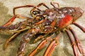 Close-up of a live caribbean lobster