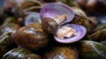 Close up of live clams with shiny natural shells Royalty Free Stock Photo