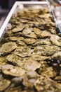 Close up Live and Fresh Oysters in shell under the water Royalty Free Stock Photo