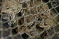 Close up live frogs in net