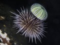 Close up of a live sea urchin