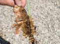 Close-up of a live small sea fish caught spinning on the Black Sea Royalty Free Stock Photo