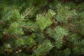 Close-up of live spruce branches