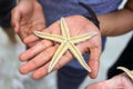 Close up of a live starfish on a palm of hand of Asian man at a beach Royalty Free Stock Photo